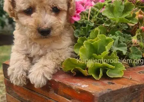 Labradoodle prelepi štenci - 2/5