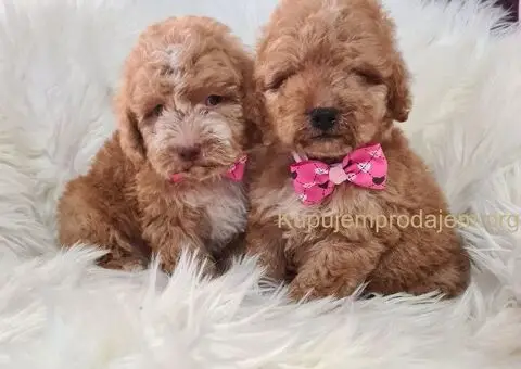 Labradoodle prelepi štenci - 3/5