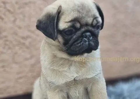 Mops PRELEPI štenci - 1/3