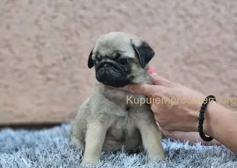 Mops PRELEPI štenci - 2/3