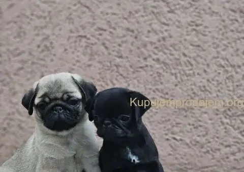 Mops PRELEPI štenci - 3/3