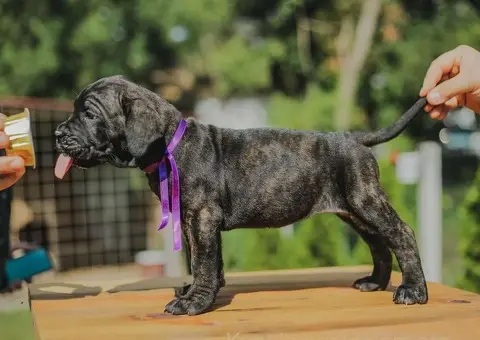 Cane Corso štenci - 1/10