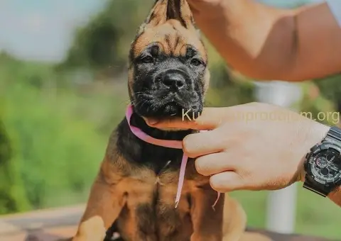 Cane Corso štenci - 3/10