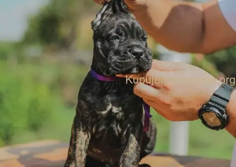 Cane Corso štenci - 4/10