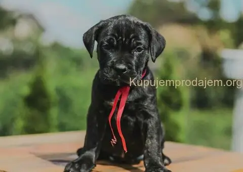 Cane Corso štenci - 6/10