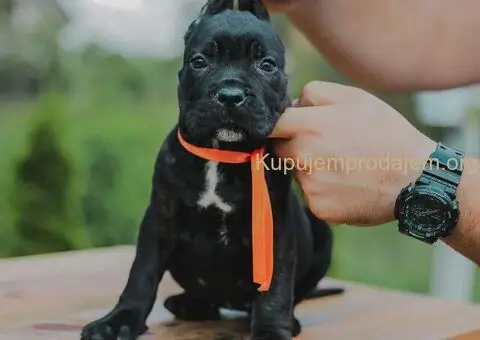 Cane Corso štenci - 7/10
