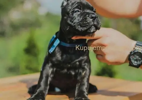 Cane Corso štenci - 8/10