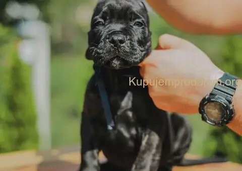 Cane Corso štenci - 9/10