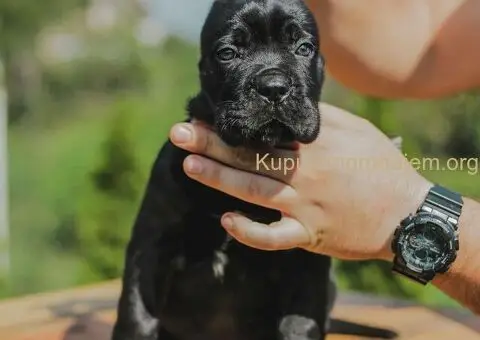 Cane Corso štenci - 10/10
