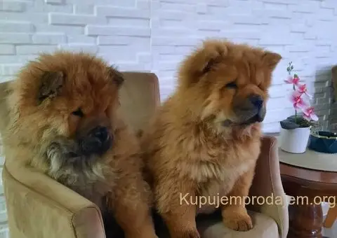 Čau Čau prelepi štenci - 1/12