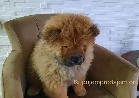 Čau Čau prelepi štenci - 2/12