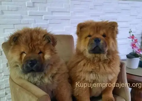 Čau Čau prelepi štenci - 3/12
