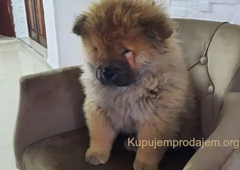 Čau Čau prelepi štenci - 4/12