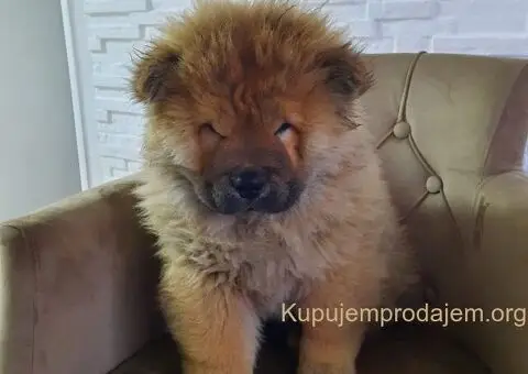 Čau Čau prelepi štenci - 5/12