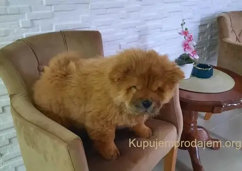 Čau Čau prelepi štenci - 6/12