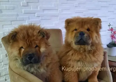 Čau Čau prelepi štenci - 7/12