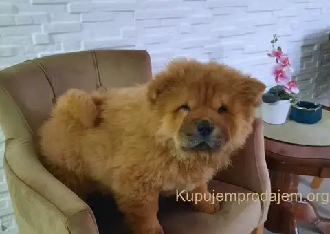 Čau Čau prelepi štenci - 8/12