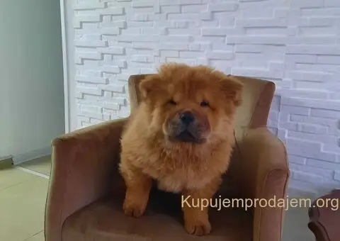 Čau Čau prelepi štenci - 9/12