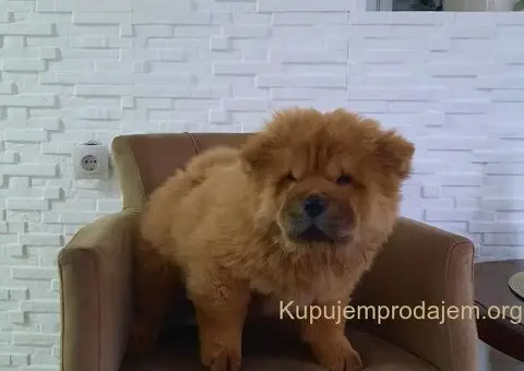 Čau Čau prelepi štenci - 10/12