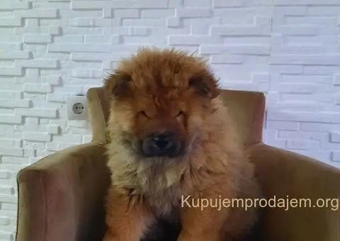 Čau Čau prelepi štenci - 11/12