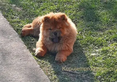 Čau Čau prelepi štenci - 12/12