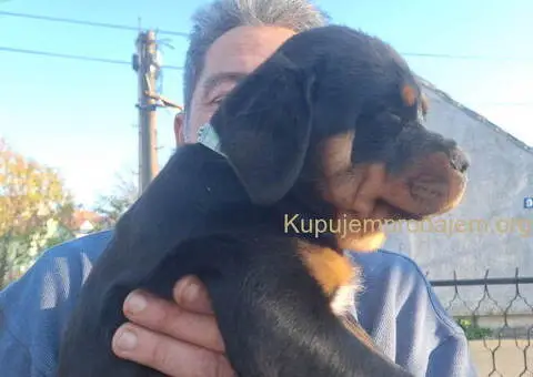 ROTVAJLERI ženkice vrhunskog porekla - 1/10