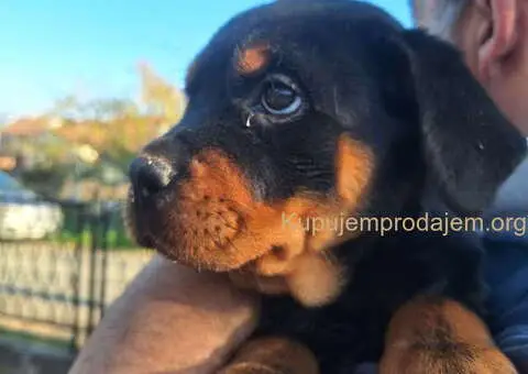 ROTVAJLERI ženkice vrhunskog porekla - 2/10