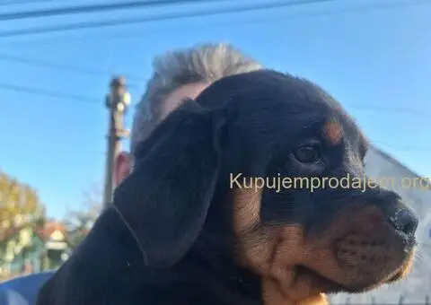 ROTVAJLERI ženkice vrhunskog porekla - 3/10