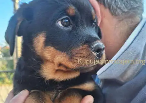 ROTVAJLERI ženkice vrhunskog porekla - 4/10