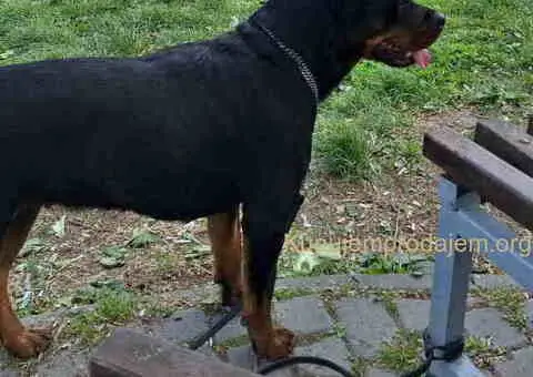 ROTVAJLERI ženkice vrhunskog porekla - 5/10