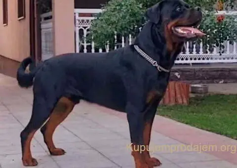 ROTVAJLERI ženkice vrhunskog porekla - 6/10