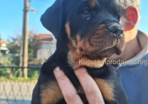 ROTVAJLERI ženkice vrhunskog porekla - 7/10