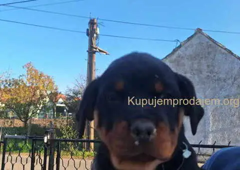 ROTVAJLERI ženkice vrhunskog porekla - 8/10