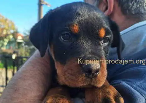 ROTVAJLERI ženkice vrhunskog porekla - 9/10