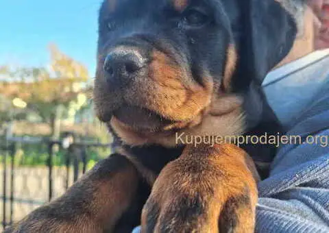 ROTVAJLERI ženkice vrhunskog porekla - 10/10