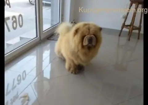 Cau cau chow chow stenci - 1/5