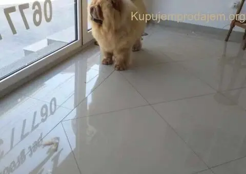 Cau cau chow chow stenci - 2/5