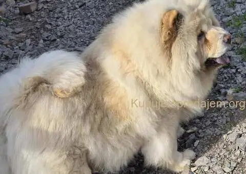 Cau cau chow chow stenci - 3/5