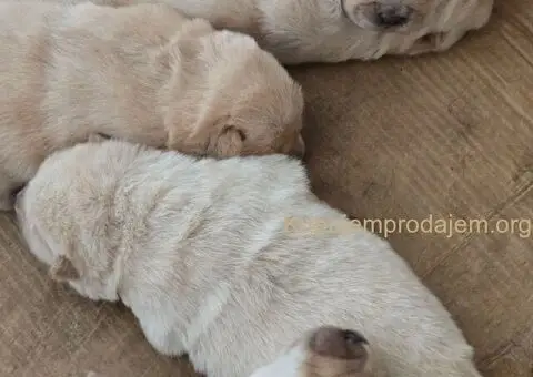 Cau cau chow chow stenci - 4/5