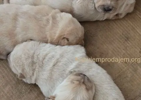 Cau cau chow chow stenci - 5/5