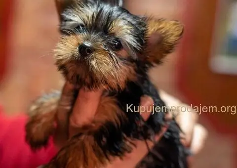 Jorkširski terijer štenci - 2/5