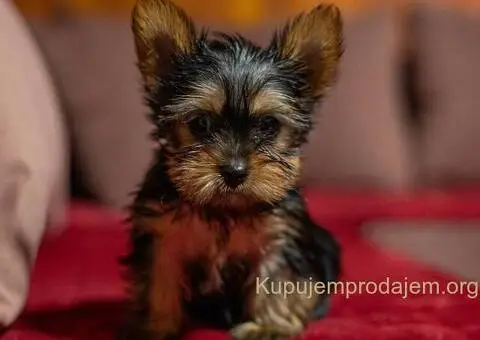 Jorkširski terijer štenci - 3/5