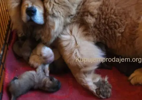 Cau cau chow chow stenci - 1/6