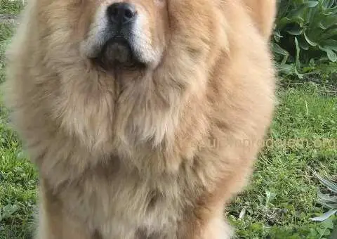 Cau cau chow chow stenci - 2/6