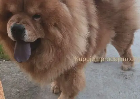 Cau cau chow chow stenci - 3/6