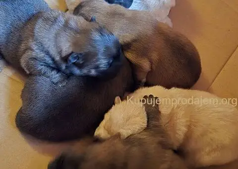 Cau cau chow chow stenci - 4/6