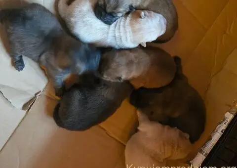 Cau cau chow chow stenci - 5/6