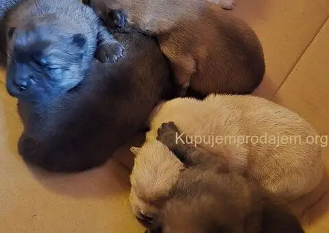 Cau cau chow chow stenci - 6/6