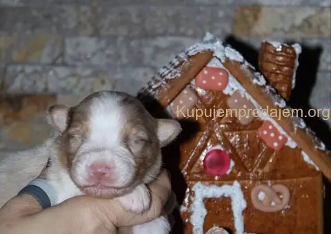 Australijski ovčar štenci - 1/12