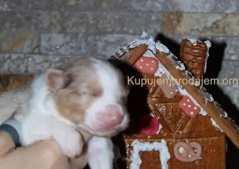 Australijski ovčar štenci - 2/12